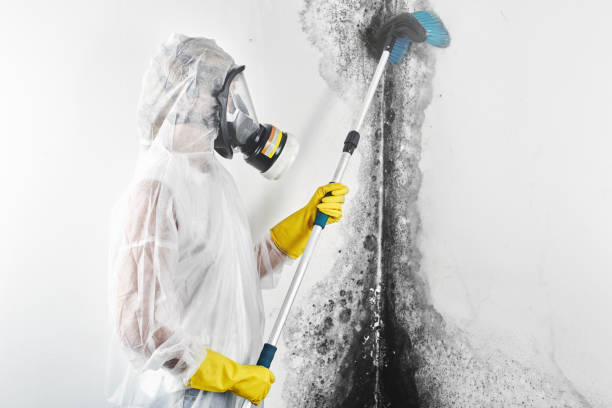 Trusted Eatonton, GA Mold Removal Experts